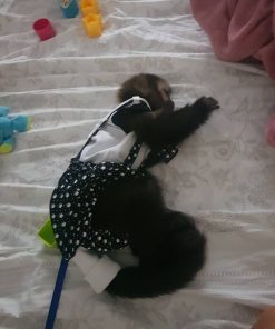 Buy baby Capuchin monkey online – Milo the Capuchin
