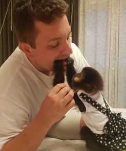 Milo 9-week-old male Capuchin monkey for adoption