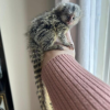 Marmoset monkey for adoption – Suri 10-week-old female