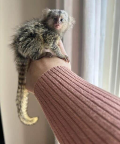 Affectionate young marmoset monkey bonding with caretaker