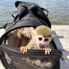 Squirrel Monkey For Adoption