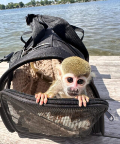 Squirrel Monkey For Adoption