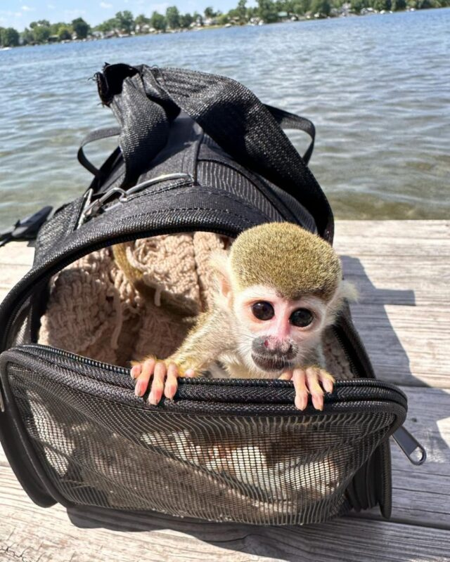 Squirrel Monkey For Adoption