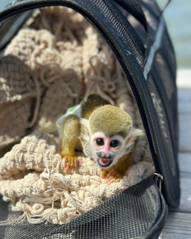 Hand-raised female squirrel monkey for adoption USA