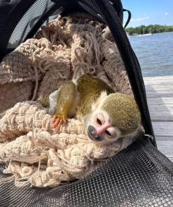 Playful baby squirrel monkey sitting with toys