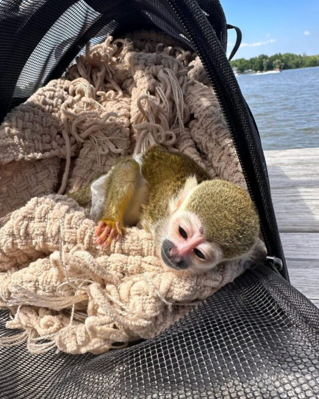 Playful baby squirrel monkey sitting with toys