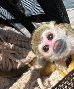 Healthy female squirrel monkey for sale with vaccinations