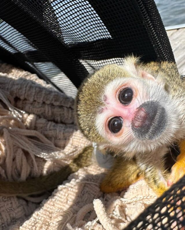 Healthy female squirrel monkey for sale with vaccinations