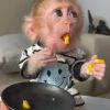 Exotic Macaque Monkey for Sale
