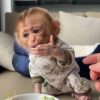 Buy young macaque monkey – Niko climbing play structure