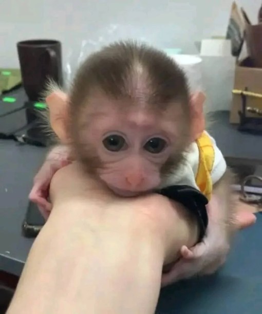 Order Macaque Monkey Online – Talia, 11-Week-Old Gentle Female for Adoption - Image 3