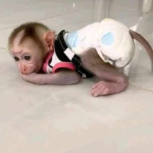 Order Macaque Monkey Online – Talia, 11-Week-Old Gentle Female for Adoption - Image 2