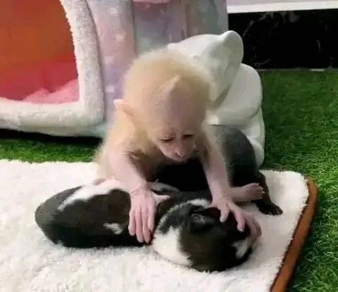 Macaque Monkey for Sale Oklahoma
