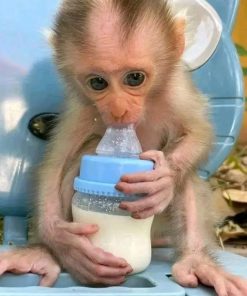 Energetic 14-week-old macaque climbing structure