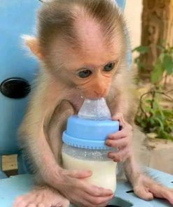 Playful young macaque monkey exploring toys