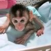 Order Macaque Monkey Online