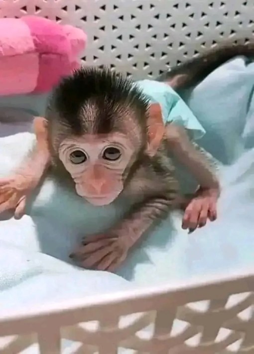 Order Macaque Monkey Online