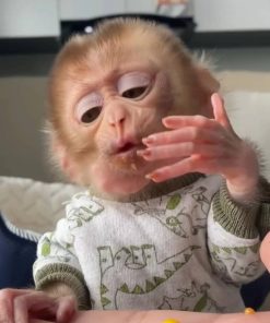 Playful 15-week-old macaque monkey exploring toys