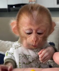 Affectionate young macaque monkey sitting calmly