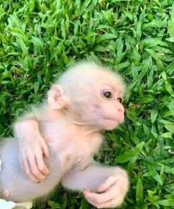 Young female macaque monkey Kira bonding with human caregiver