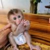 Buy Female Macaque Monkey