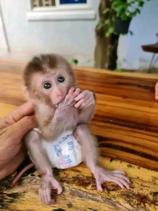 Macaque Monkey for Sale Nevada