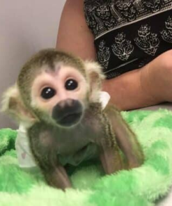 Playful baby squirrel monkey climbing in enclosure