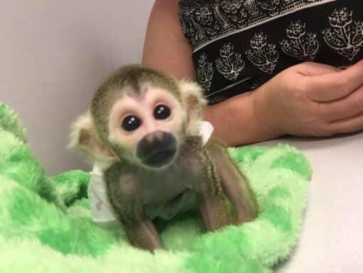 Small monkey in mid-movement, showing the light build that makes rapid travel possible