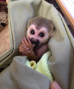 Healthy male squirrel monkey for sale with vaccinations