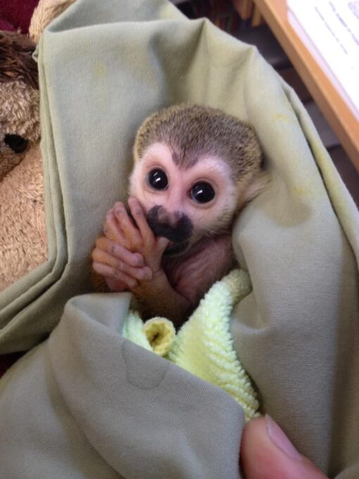 Small monkey curled up resting, the compact posture typical of sleeping monkeys