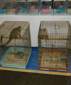 Squirrel monkey with starter kit and care guide