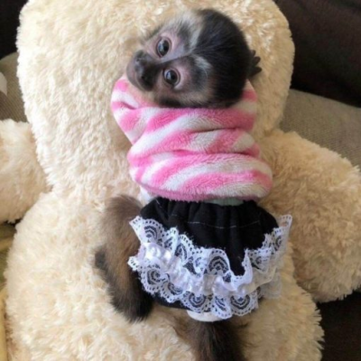 Healthy exotic Capuchin monkey for adoption with vaccinations