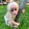 Buy Macaque Monkey in USA