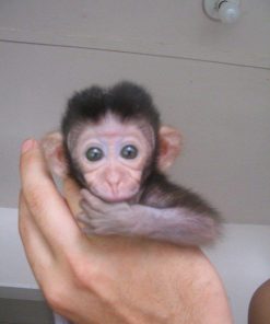 Gentle young macaque monkey playing with toy