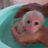 Pet Pigtail Monkey for Sale