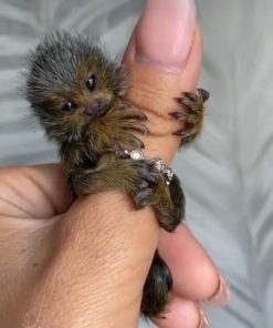 Playful male marmoset monkey climbing toys