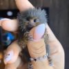 Baby marmoset monkey adoption – Zeno 11-week-old male