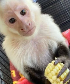 Healthy female Capuchin monkey with vaccinations