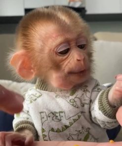 Energetic macaque monkey for sale – Niko enjoying enrichment