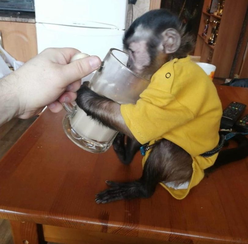 11-Week-Old Female Capuchin Monkey