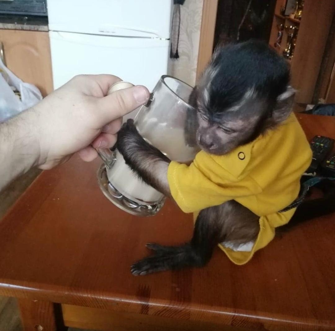 Adoptable female Capuchin monkey enjoying human interaction