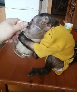 Healthy baby Capuchin monkey Bella with vaccination papers