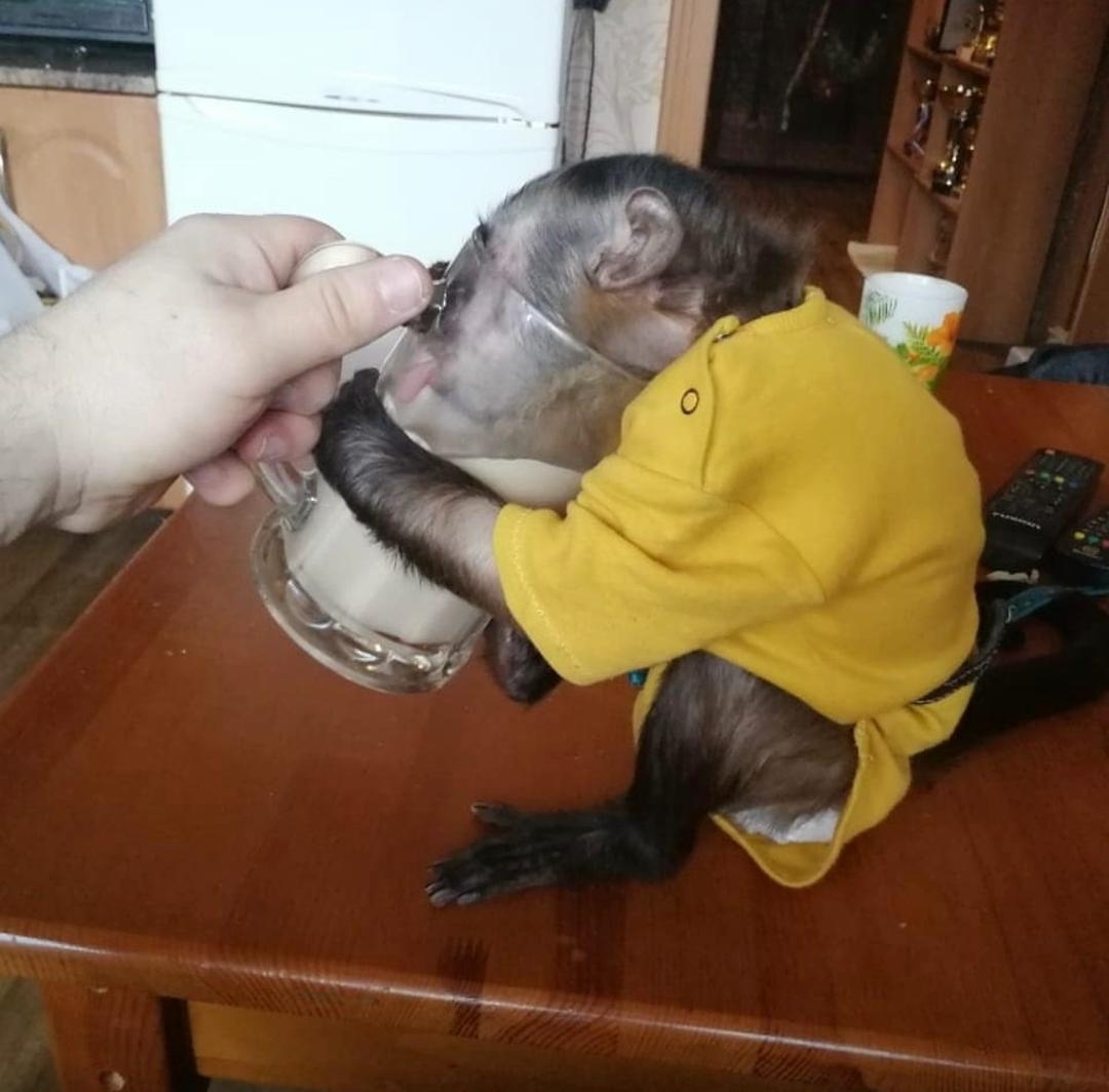 Healthy baby Capuchin monkey Bella with vaccination papers