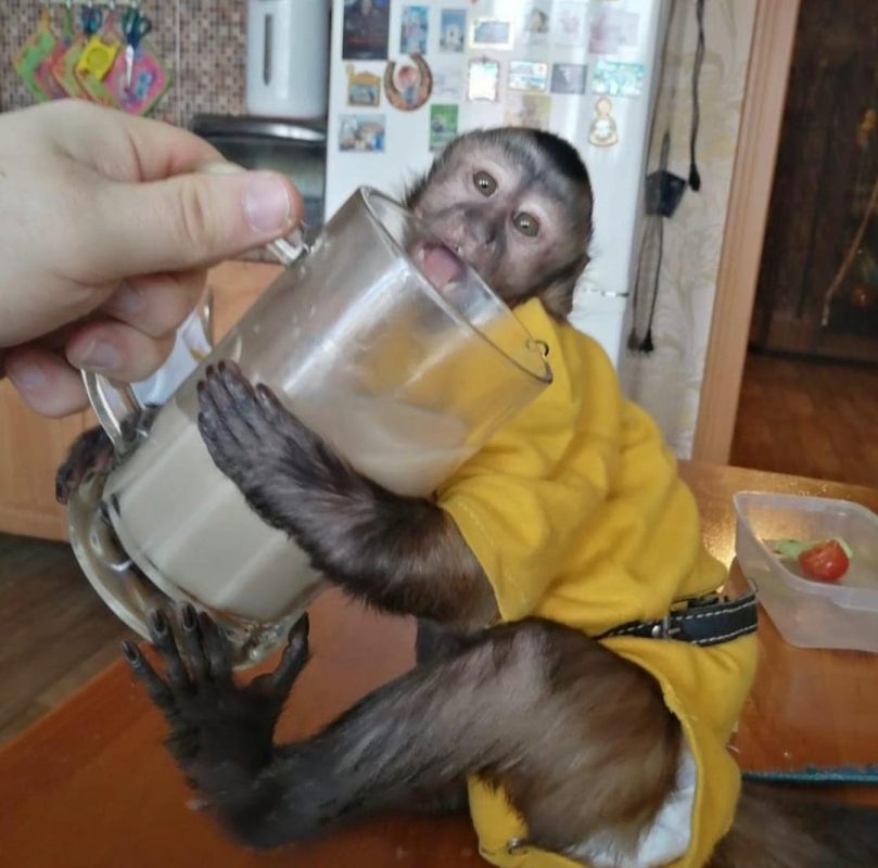 Gentle Capuchin monkey being held and bonding with caregiver