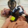 Buy Pet Capuchin Monkey