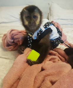 Buy Pet Capuchin Monkey