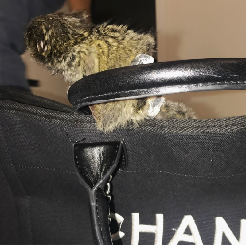 Playful female baby marmoset monkey bonding with caretaker