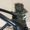 Baby marmoset monkey for sale – Luma 9-week-old female
