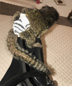 Healthy marmoset monkey for adoption with vaccination records