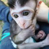Buy Pet Macaque Monkey